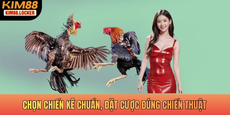 Chọn chiến kê chuẩn, đặt cược đúng chiến thuật